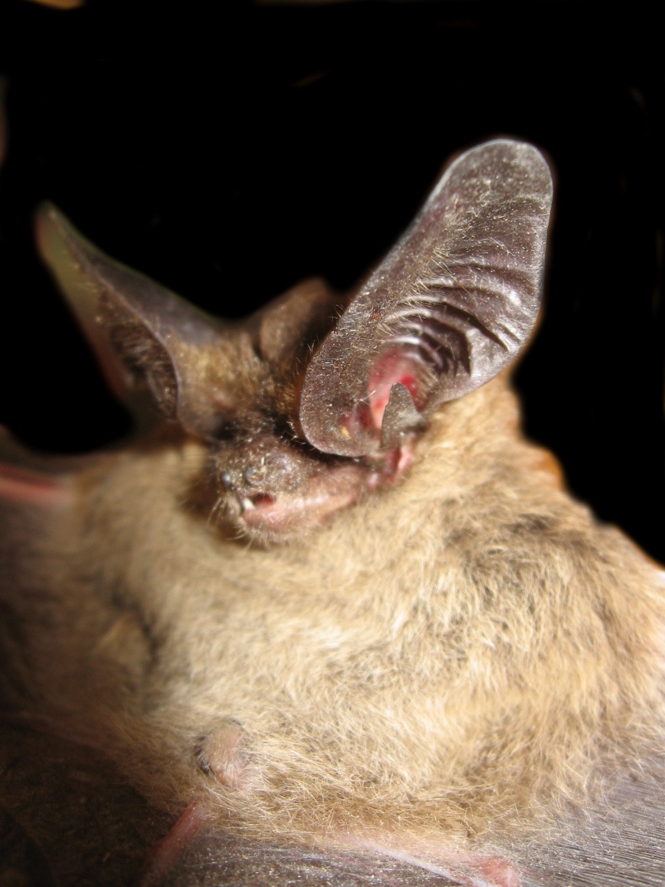 Foto del Así es el Histiotus cadenai, una nueva especie descrita en Los Andes.