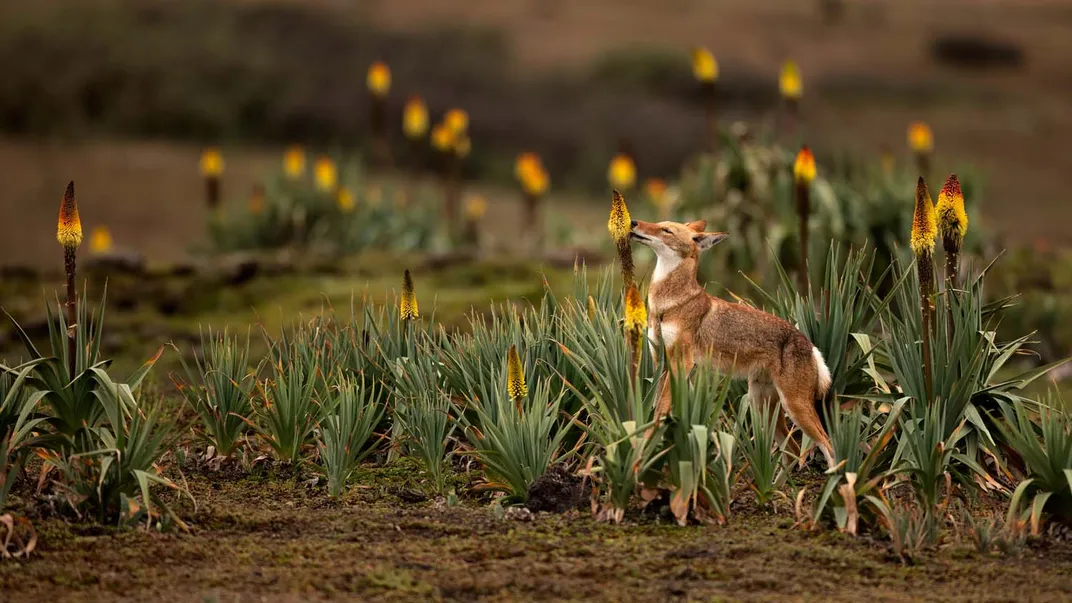 Un lobo etíope se alimenta del néctar de una flor de "poker rojo". Este animal es el primer gran carnívoro conocido que bebe néctar y que, al parecer, actúa como polinizador.