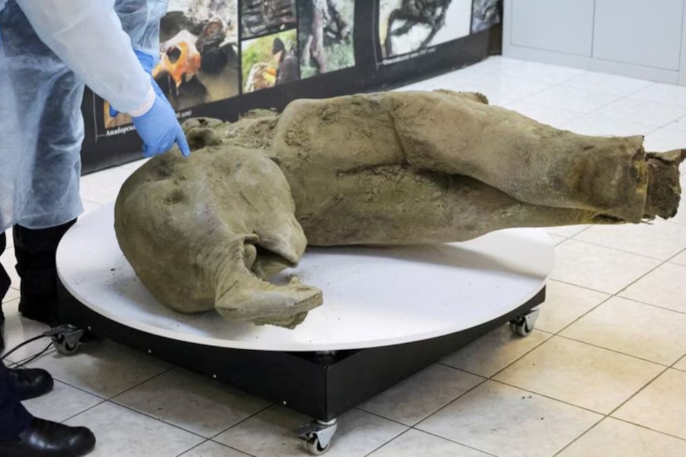 Yana fue un mamut hembra que habitó la Tierra hace 50.000 años en Siberia.