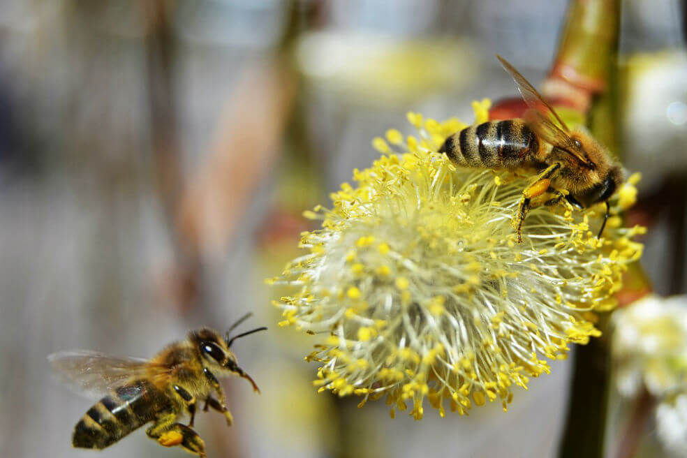 Las abejas pueden relacionar cantidades con símbolos como los humanos