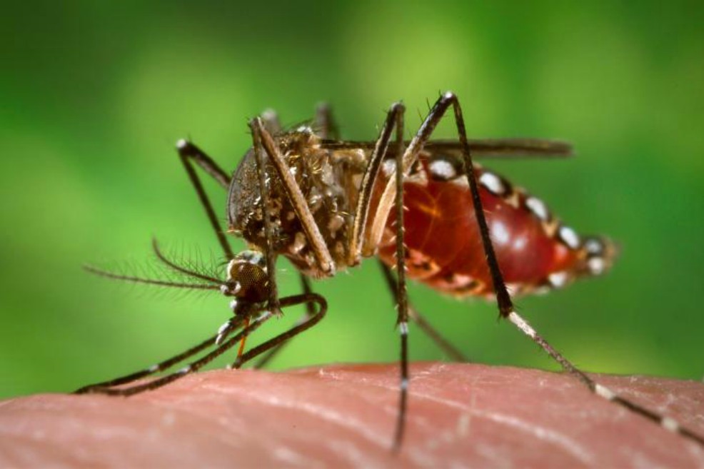 Daños visuales, la otra complicación que generó el Zika