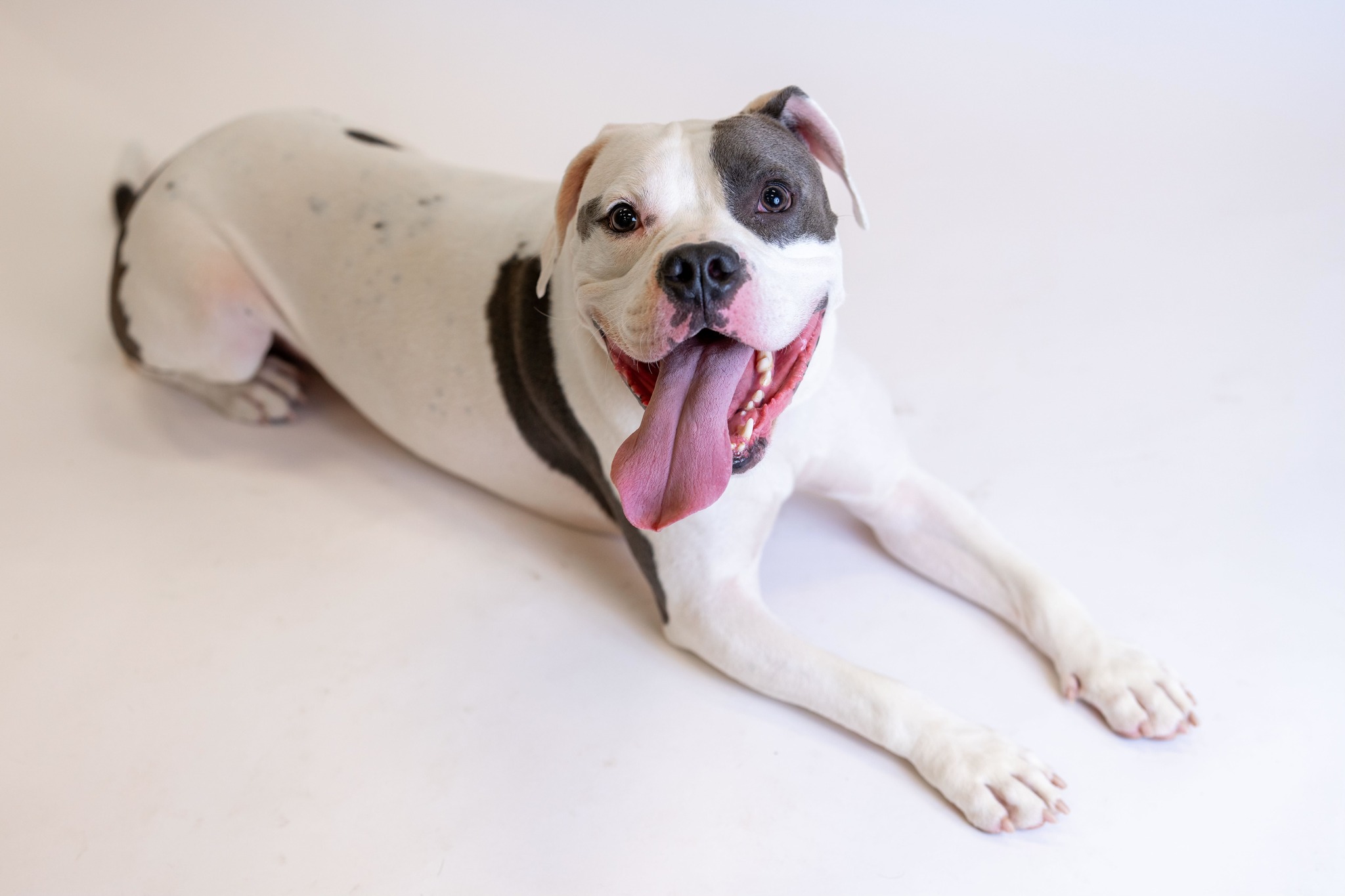 Elvis, el único perro de un refugio de animales que no fue adoptado