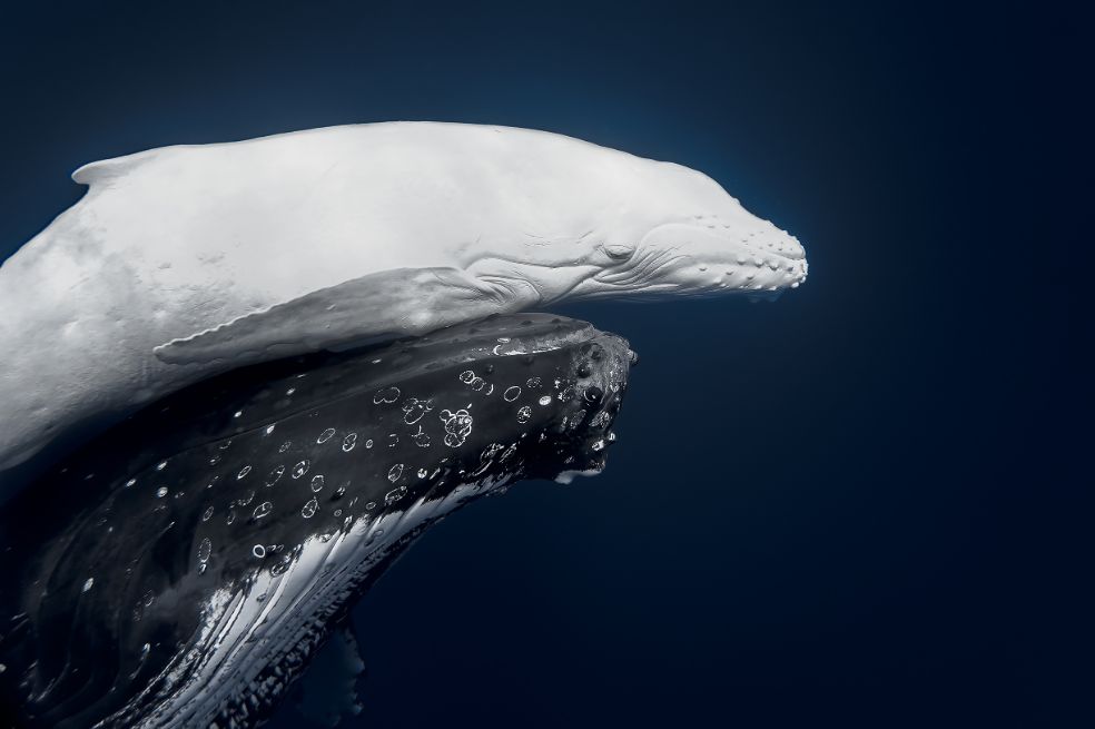 Categoría submarino: Jono Allen ganó y fue reconocido como el fotógrafo mundial de naturaleza del año. Su imagen de la cría de una ballena jorobada blanca fue tomada en las aguas tropicales de Vava'u, Tonga.
