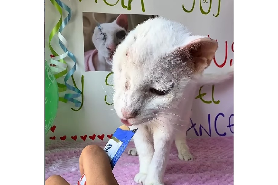 Venus, la gatita blanca rescatada por una fundación que logró superar el cáncer