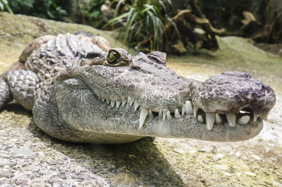 Chanel dejará de usar pieles de animales exóticos