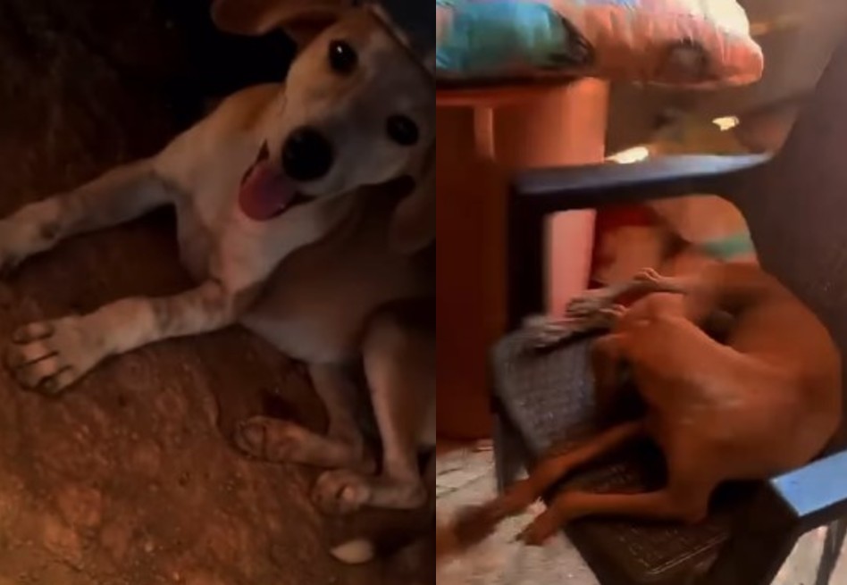 Isabel relató que lleva más de siete años rescatando animales, una labor que considera fundamental.