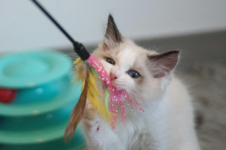 ¿A qué edad los gatos alcanzan madurez cerebral?: ocho formas de estimularlo
