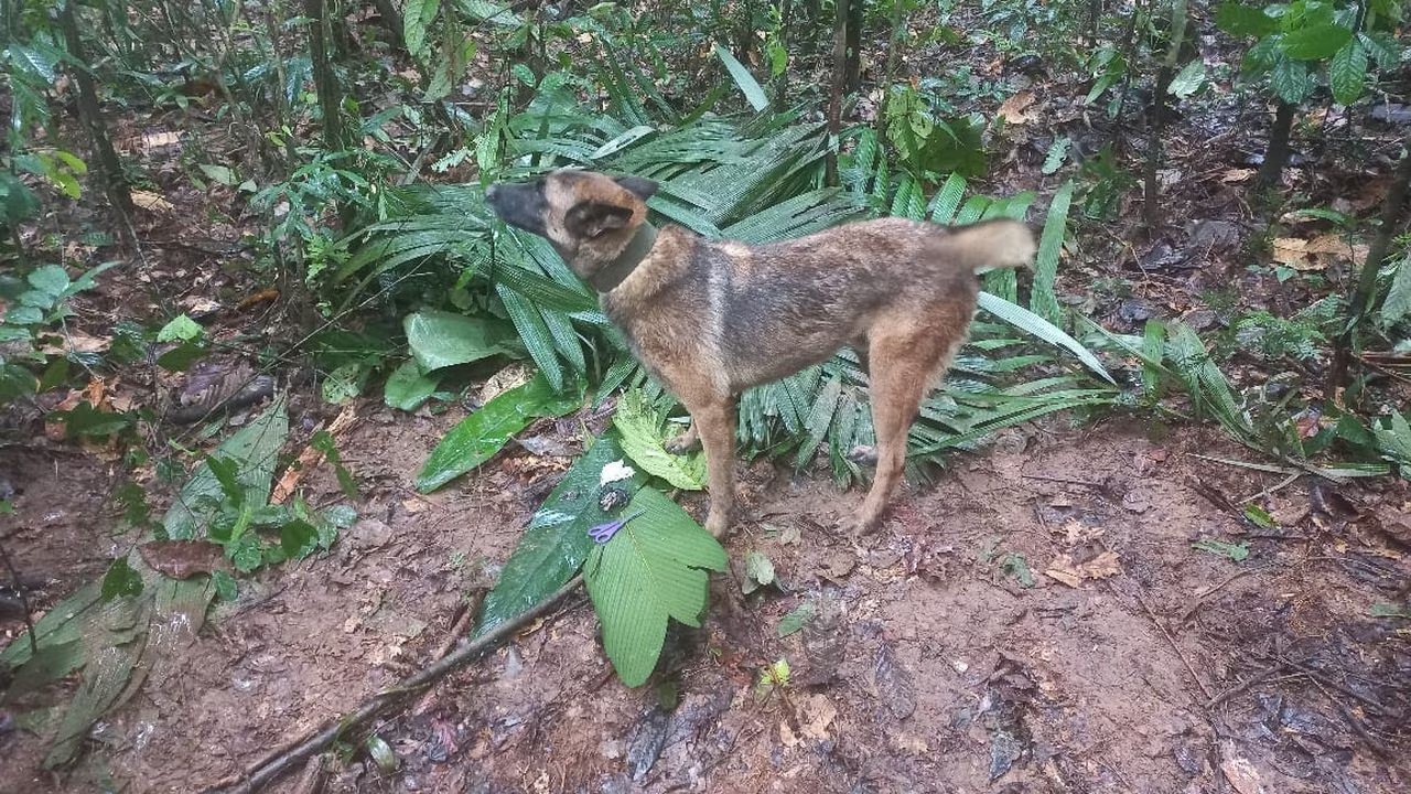 Operación Esperanza: ¿qué pasó con Wilson, el perro que encontró a los niños en la selva?