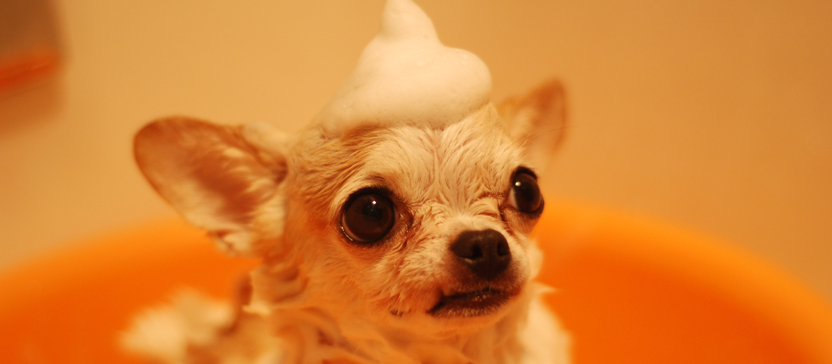 ¿Cuál es el perro más feo del mundo? Descubre si es la raza de tu mascota