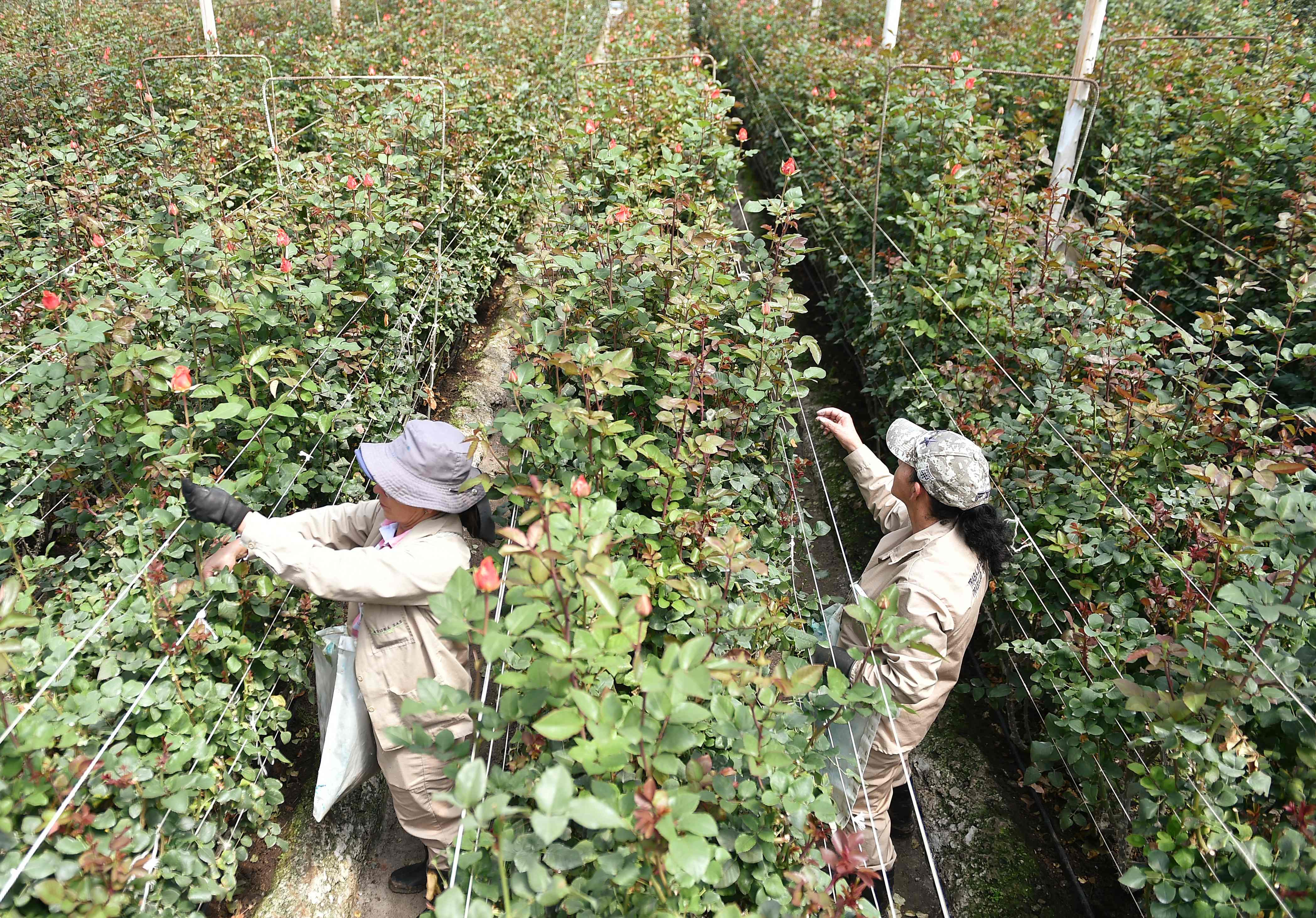 Floricultores Cultivo Rosas