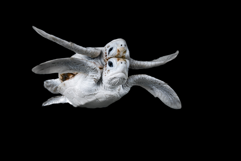 En las Islas Conflicto de Papúa Nueva Guinea, los esfuerzos de conservación han transformado a antiguos cazadores furtivos en protectores, aumentando el número de crías de tortuga. "En medio de este éxito, se encontró una rara tortuga verde leucística entre los nidos", dice Wilton. "Utilizando la superficie del agua en calma, capté el sorprendente reflejo de la cría cuando salía a la superficie en busca de aire. El descubrimiento es un testimonio del éxito de los esfuerzos de conservación y de la belleza de estas criaturas en peligro de extinción".