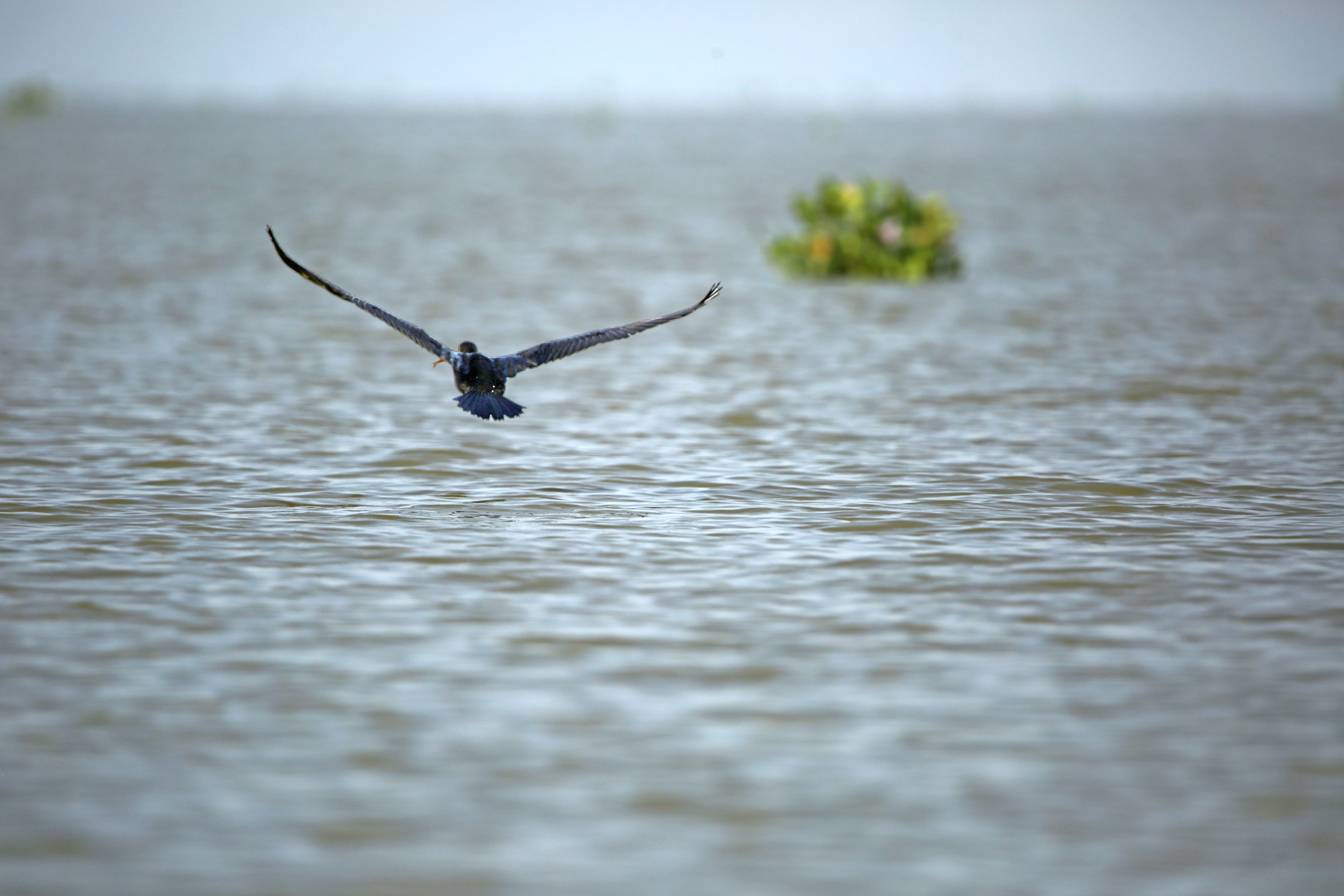Biodiversidad en la Ciénega de Ayapel.