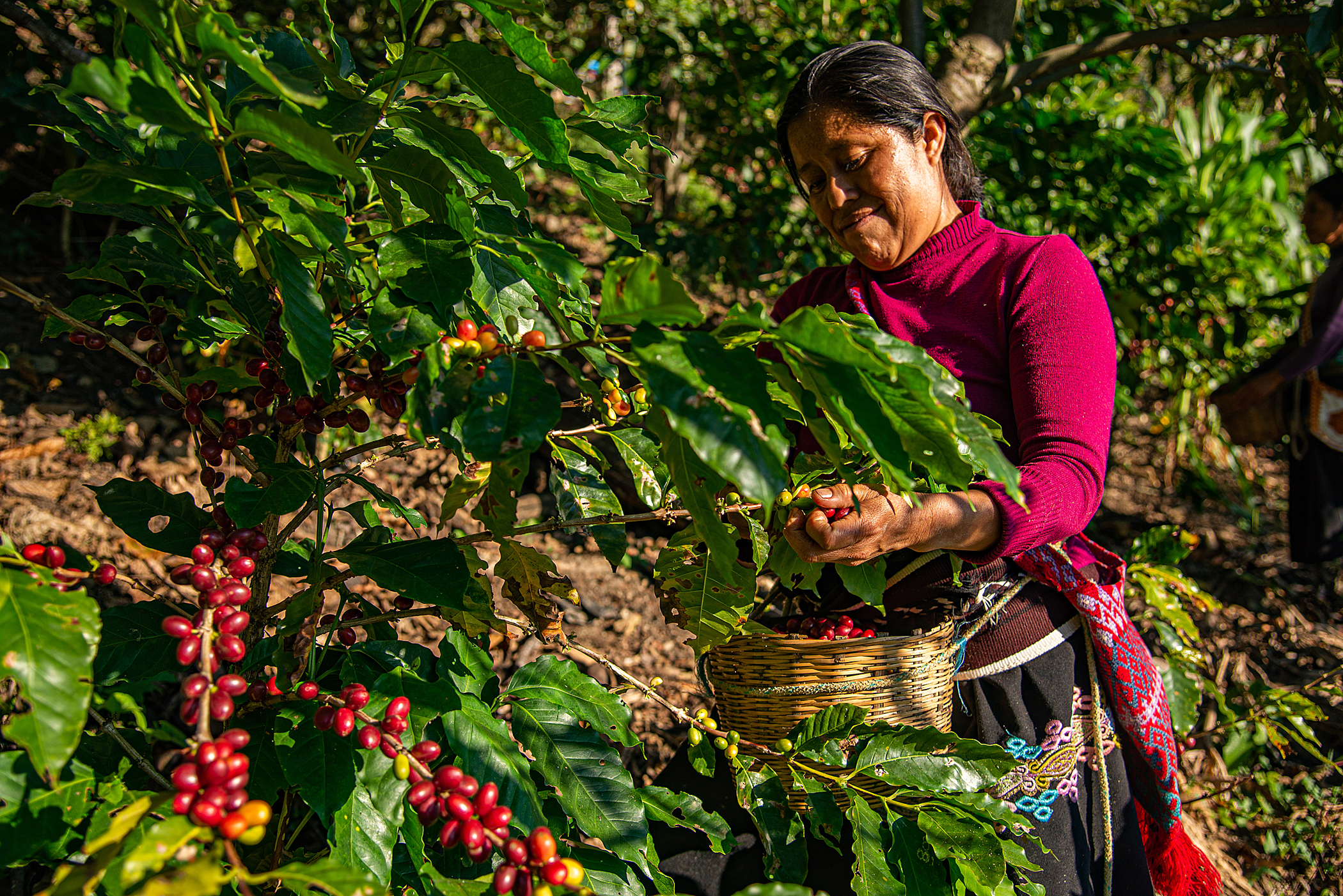 Así van las agroexportaciones colombianas a seis meses de los aranceles de EE.UU.