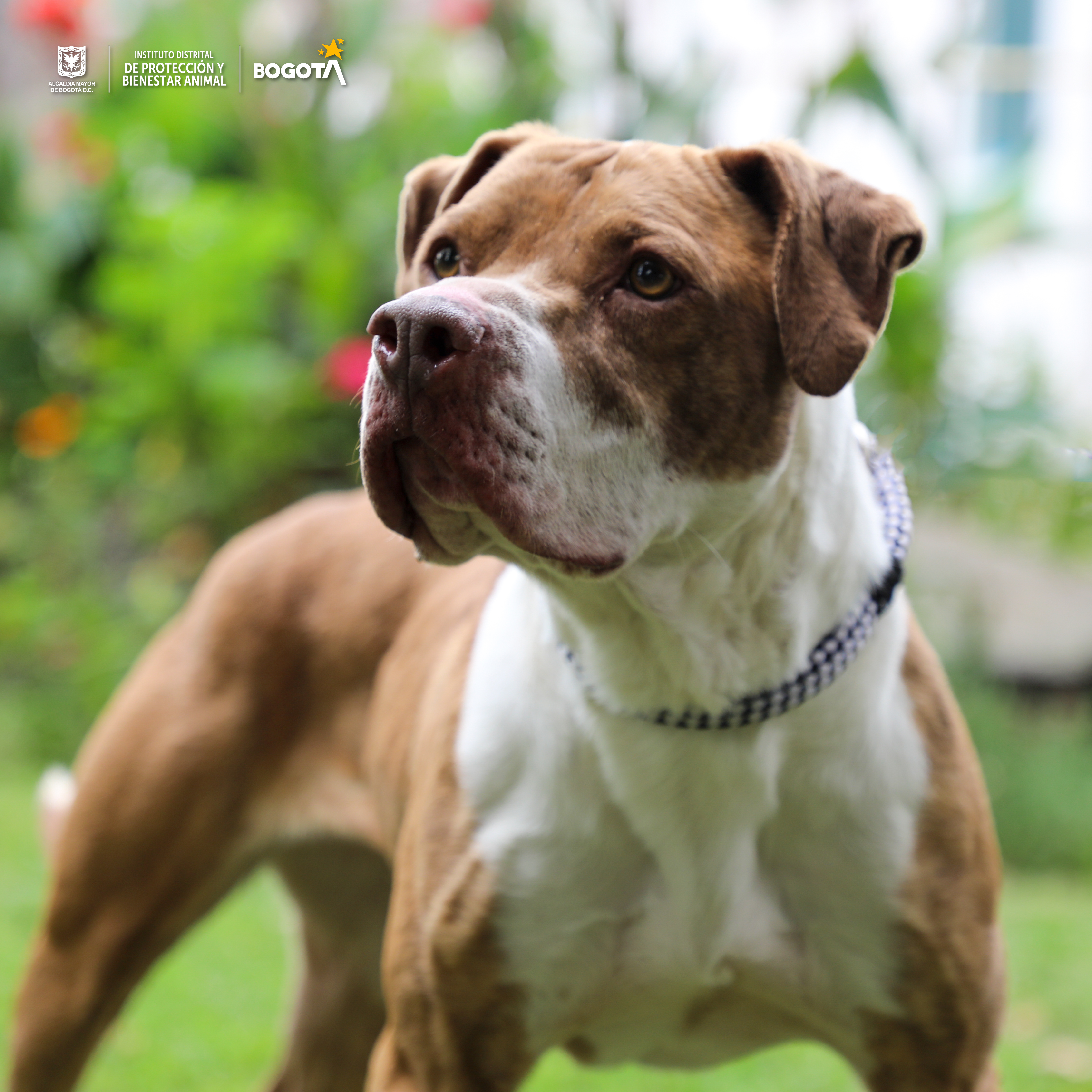 Estos animales están en busca de un nuevo hogar responsable en Bogotá.