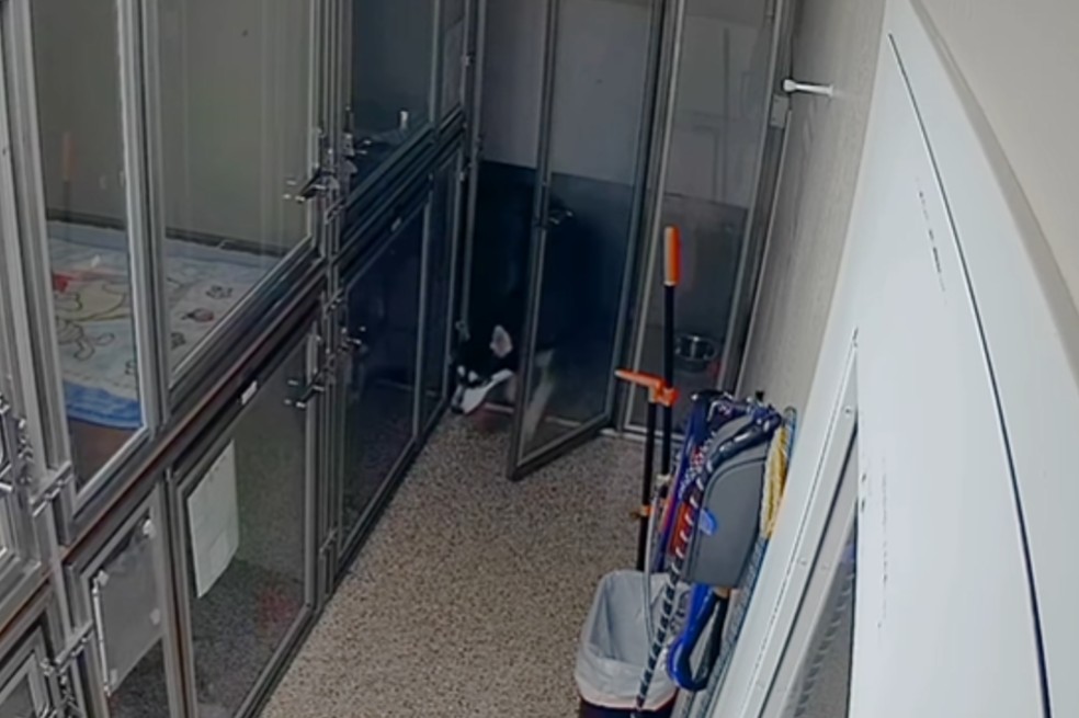 Perro escapa de su jaula, activa la alarma del refugio y luego intenta liberar a sus amigos