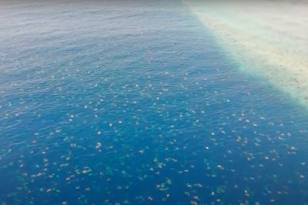 Un dron captura imágenes de 64.000 tortugas en Australia
