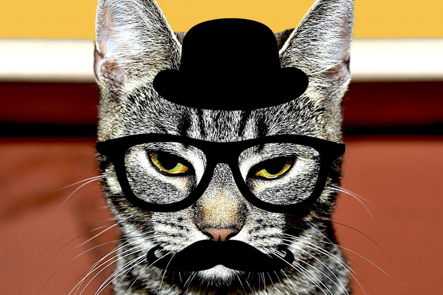 Disfraces para gatos en Halloween: las mejores 3 ideas para tu felino en octubre