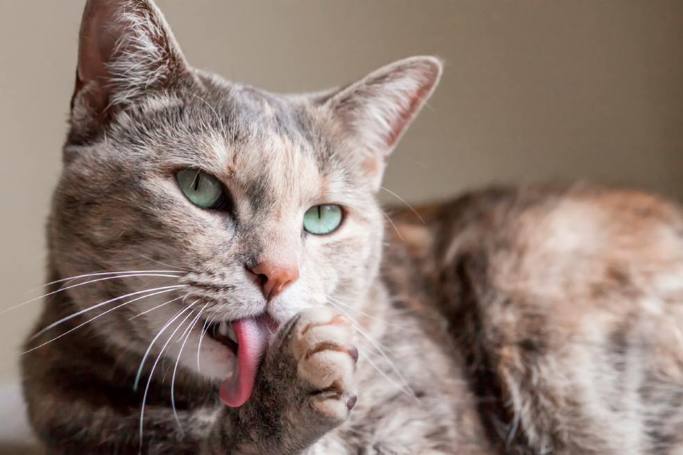 ¿Cuáles son las principales señales de que su gato está envejeciendo?