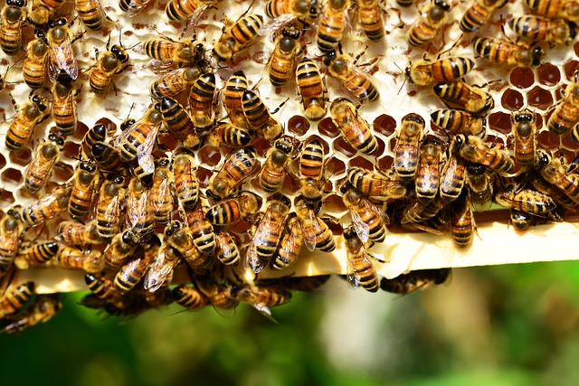 El glifosato también estaría matando a las abejas