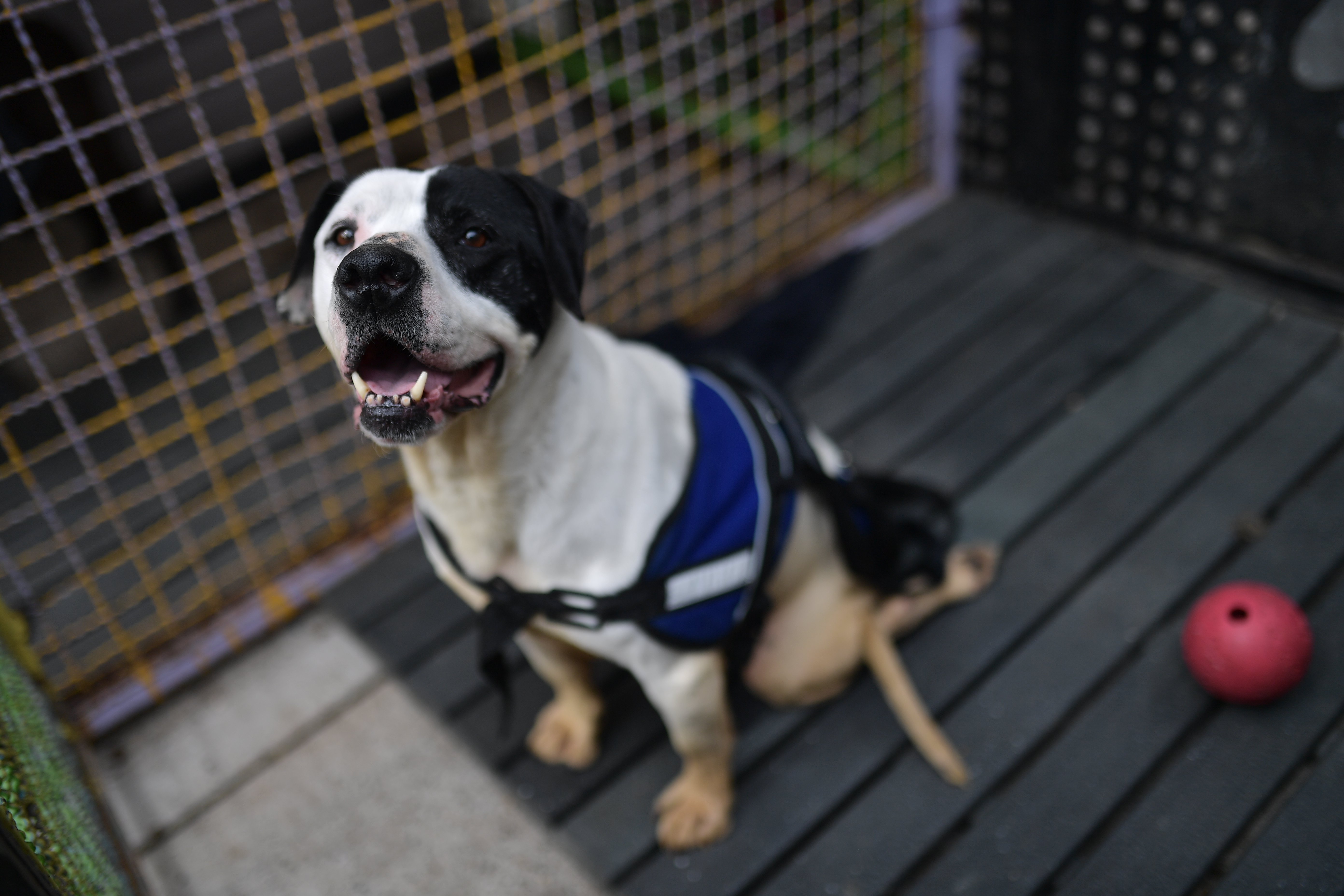 ¿Busca mascota? Estos diez animales están en adopción en Colombia