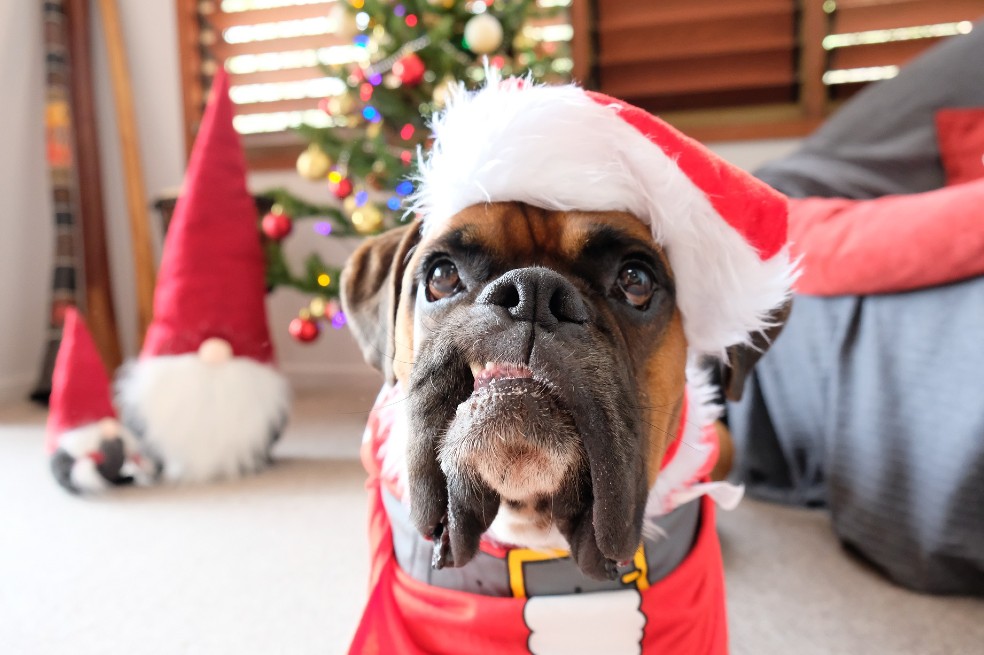 ¡Jo jo jo! La navidad llegó antes de lo esperado. Este disfraz será ideal para estas fechas, incluso, puede guardarlo y hacer uso de él en noche buena.