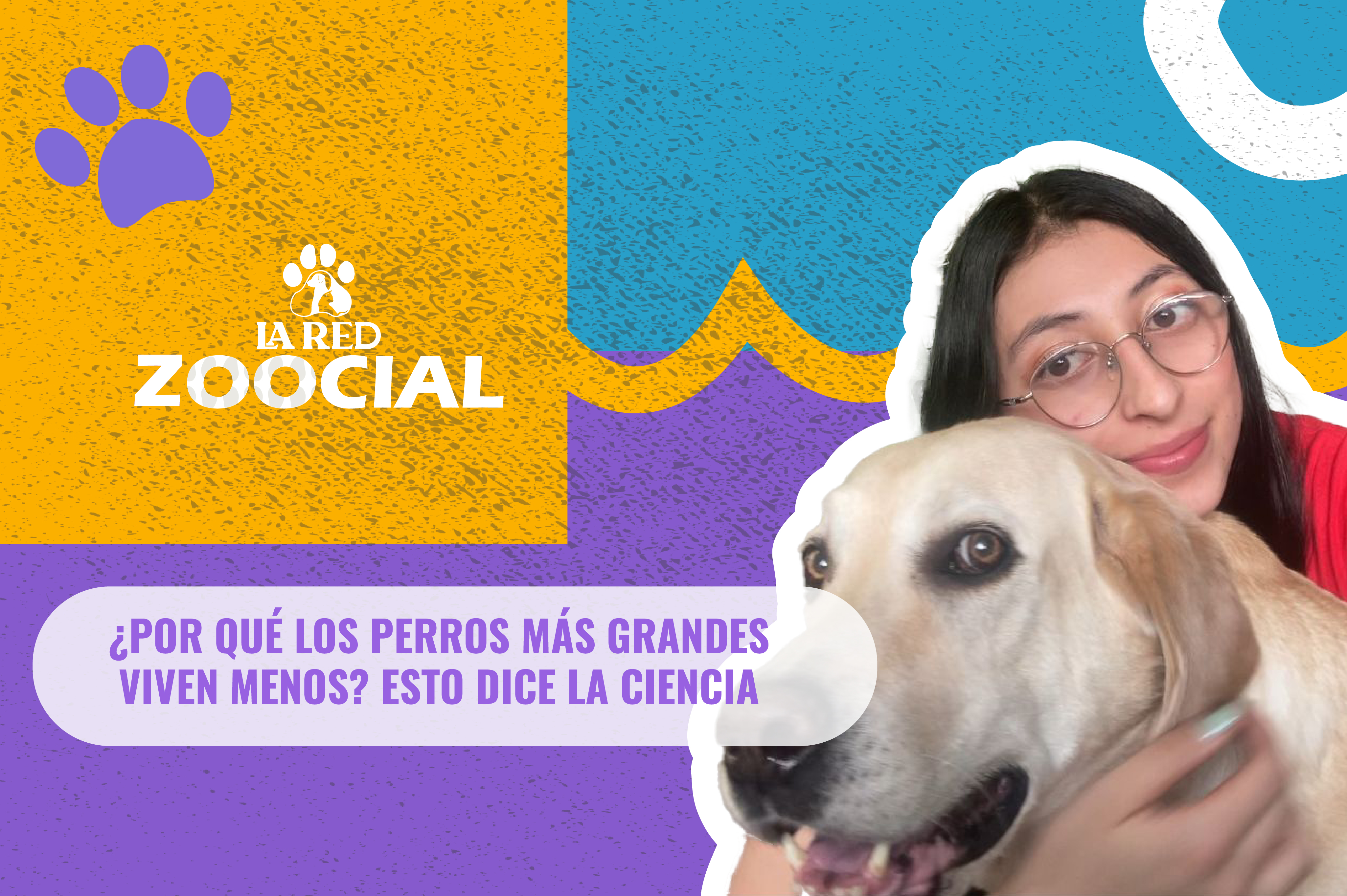(Video) ¿Por qué los perros más grandes viven menos? Esto dice la ciencia
