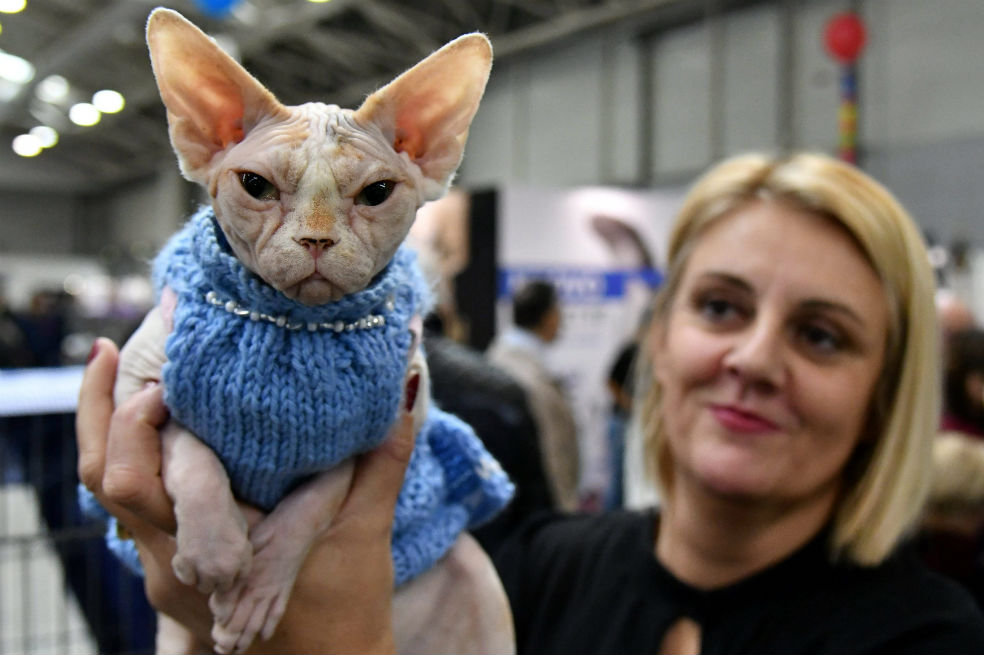 Ojo a estos gatos de exposición