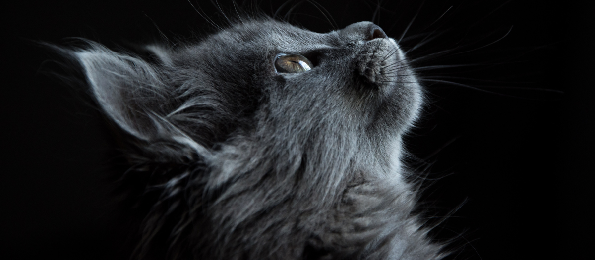 Hoy es el día internacional del gato: conoce a los más famosos de la historia