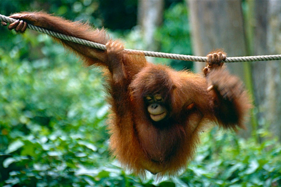 Los orangutanes, al igual que los humanos, son capaces de comunicar el pasado