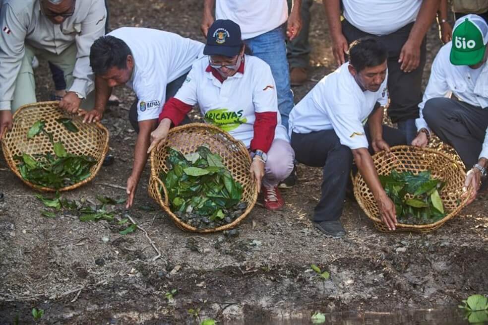Salvar la Amazonía, la difícil misión para las tortugas taricayas