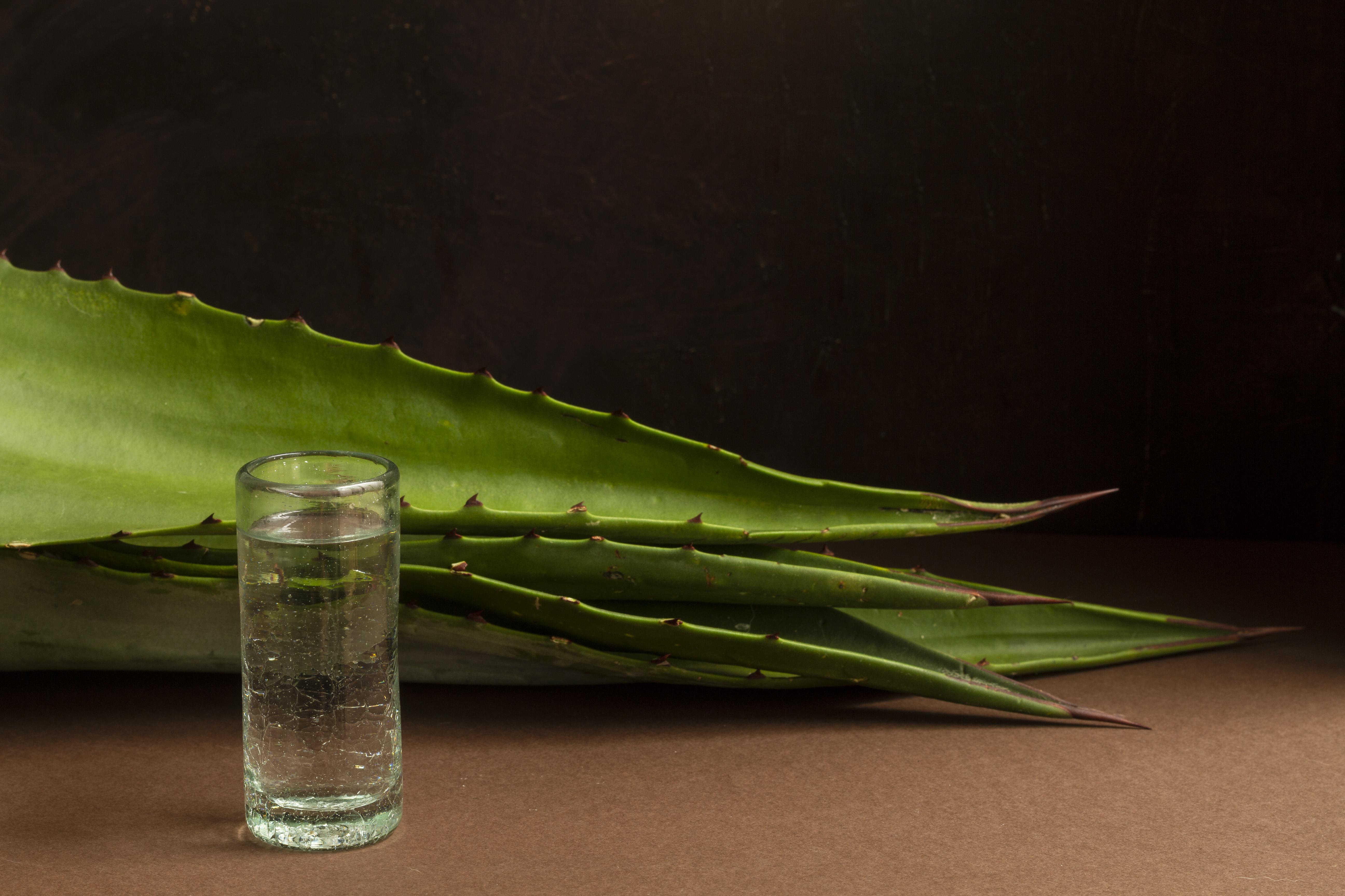 ¿De qué planta se hace el tequila? Usos y beneficios del agave azul
