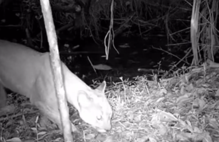 Por primera vez se registra un puma en un área protegida de Itagüi, en Antioquia