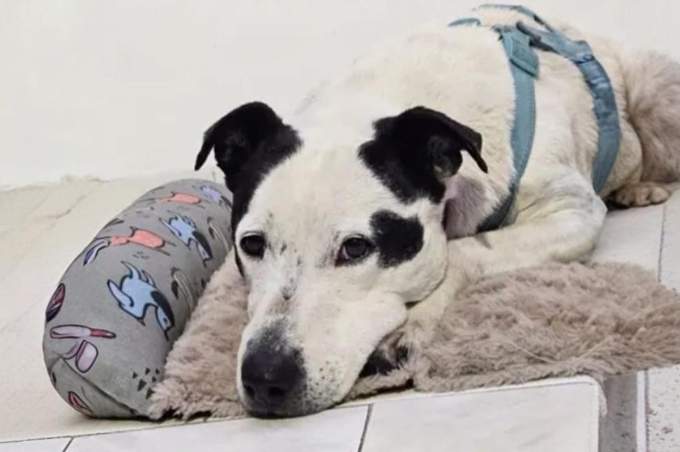 La historia de Zeus, el perrito que lleva más de 765 días esperando una familia