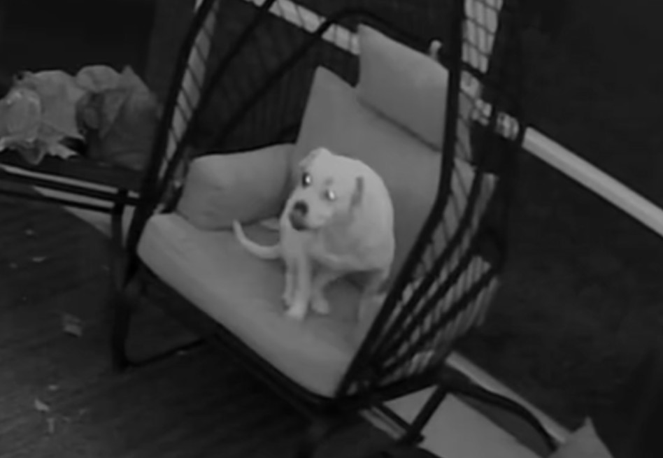 La divertida razón por la que un perro despertó a su dueña a altas horas de la noche (video)