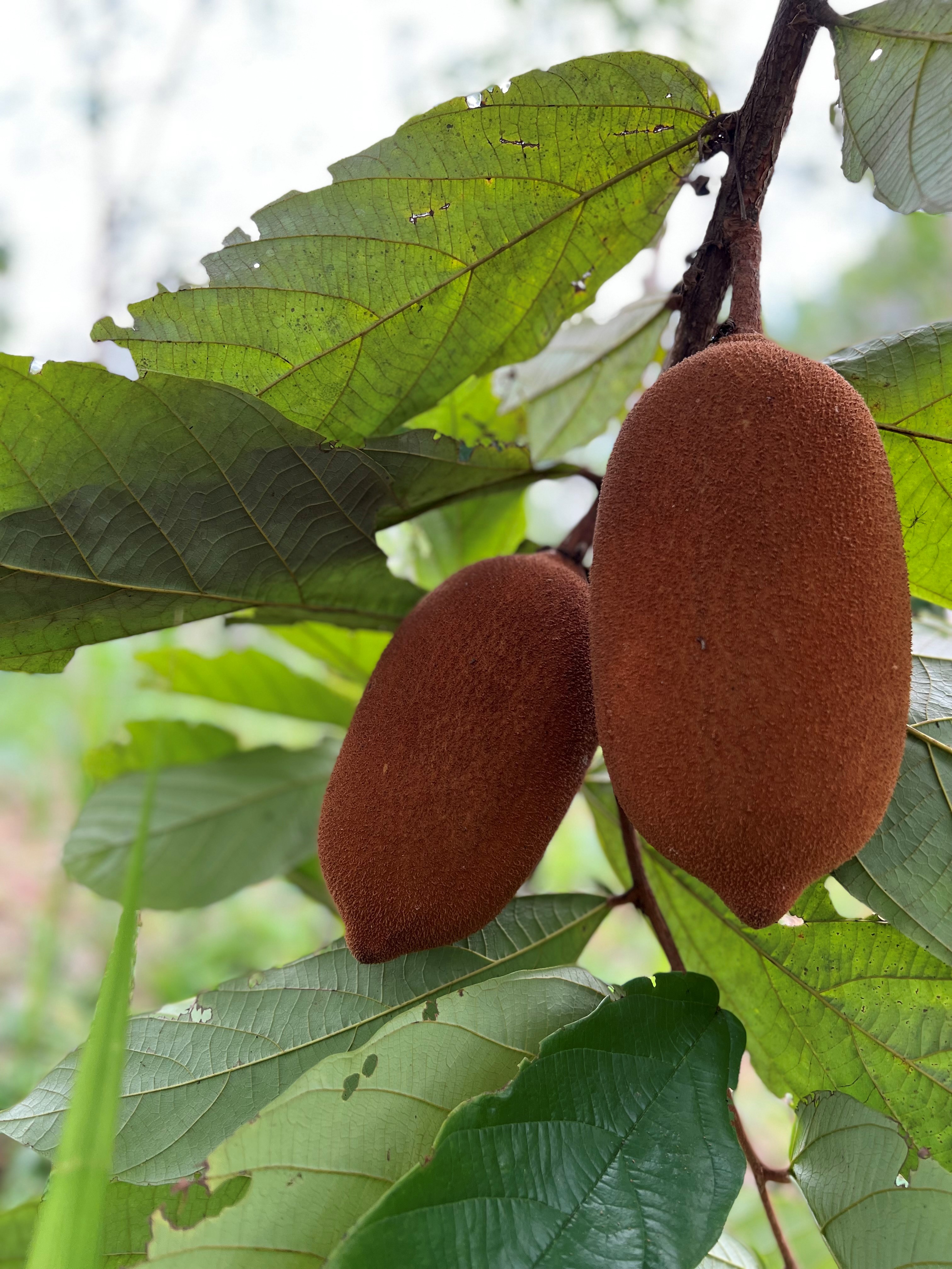Envían a Brasil manteca de copoazú cultivada en la Amazonía colombiana