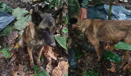 No es Wilson: descartan que perro que encontró un soldado en la selva sea el héroe