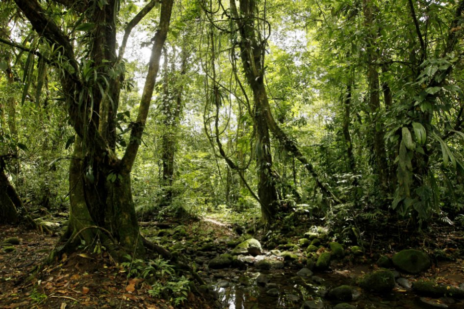 Descubren «rana de cristal» en Costa Rica, tras 40 años sin registrar una