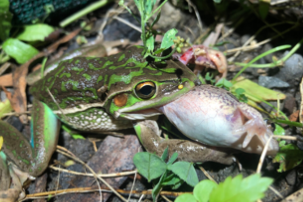 Hembras adultas de rana campana verde y dorada (Litoria aurea), depredando sobre ranas de pantano moteadas adultas (Limnodynastes tasmaniensis) en las proximidades de una valla de exclusión en la isla de Kooragang, Australia.