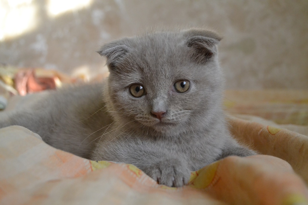 Las razas de gatos que son prohibidas alrededor del mundo