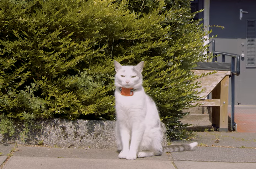 Kiki, la gata que acompaña a un niño a la escuela y lo espera hasta la salida