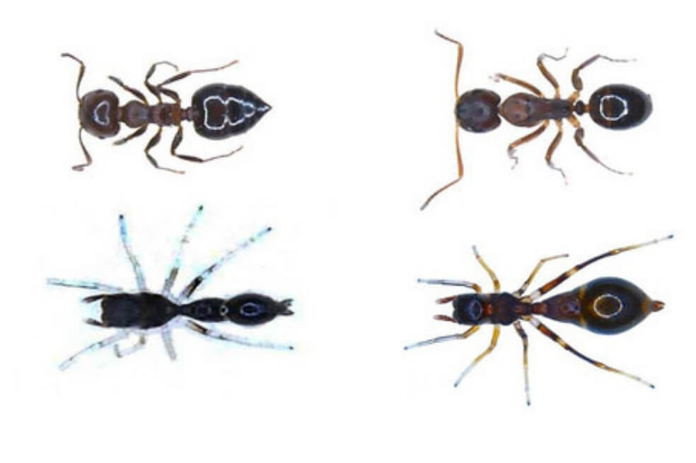 La araña que se disfraza de hormiga para defenderse de sus depredadores