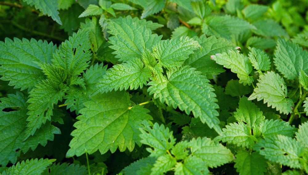 La ortiga es una planta multifacética que combina propiedades nutricionales, medicinales y ecológicas en un solo paquete. Aunque a menudo pasa desapercibida o se le considera una molestia, su versatilidad y beneficios merecen una reevaluación.