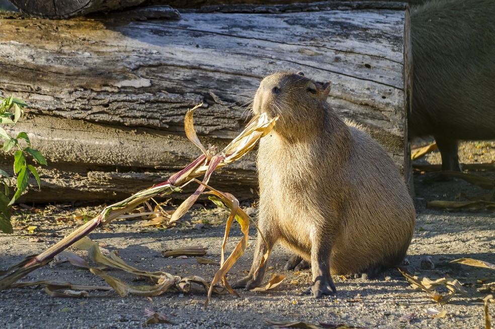 Rebelión de capibaras: ejemplares invaden lujoso barrio de Argentina