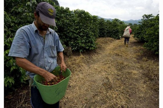La producción de Colombia para 2016 se proyecta cercana a los 14 millones de sacos, la mejor en años. / Archivo