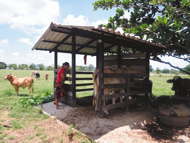 Víctimas de despojo en Tulapas reclaman tierra que hoy está sembrada con teca