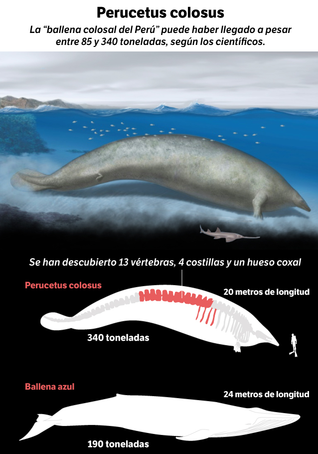 La investigación sobre esta especie lleva 13 años, desde que se descubrió su primer fósil.
