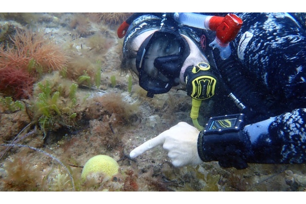 Encuentran una especie de coral que llevaba perdida más de 50 años