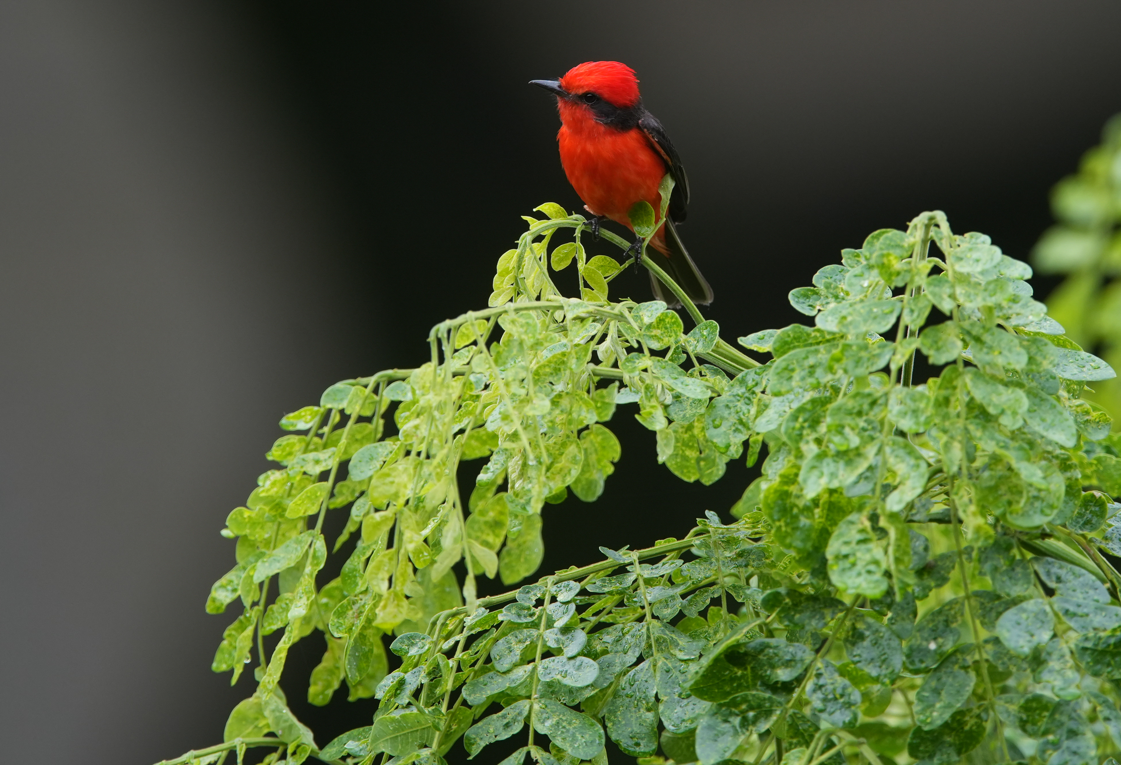 ACOMPAÑA CRÓNICA: COLOMBIA AVES AME326. CALI (COLOMBIA), 15/02/2025.- Fotografía de un 'vermilion flycatcher' sobre una rama durante un recorrido urbano de avistamiento de aves este viernes, en Cali (Colombia). Cuando apenas aclara el día el revoloteo incansable y multicolor de centenares de aves de diferentes especies deja boquiabierto a un numeroso grupo de pajareros aficionados que asisten a la Feria Internacional de las Aves en Cali, la principal ciudad del suroeste de Colombia. EFE/ Ernesto Guzmán