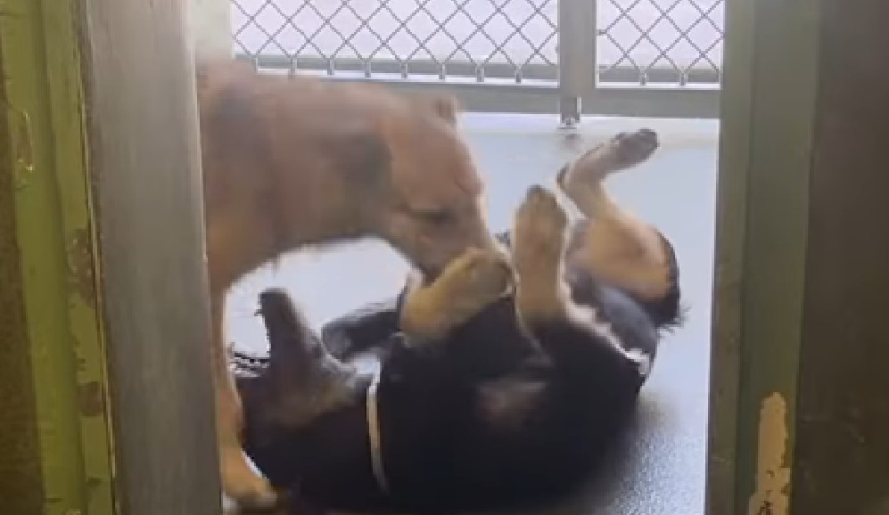 Pancho no quería irse sin su hermana: cachorros esperan juntos un hogar
