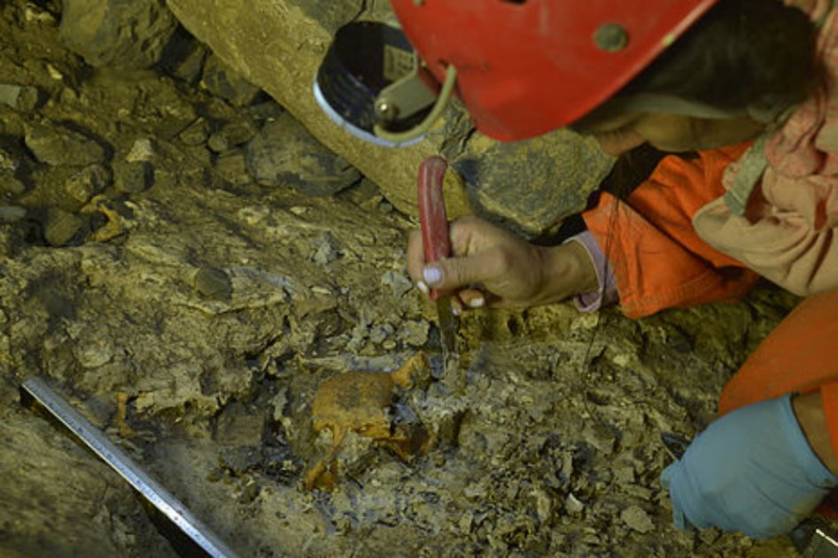 Nuevos fósiles revelan cómo los mamíferos desarrollaron la audición